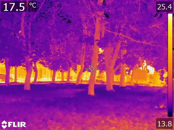 Oberflächentemperaturen in einer Kastanienallee in České Velenice, aufgenommen mit einer Infrarotkamera von FLIR. Es sind deutliche Unterschiede zwischen dem Laub der Bäume, den beschatteten Rasenflächen und den Häuserfassaden und Straßen im Hintergrund erkennbar.