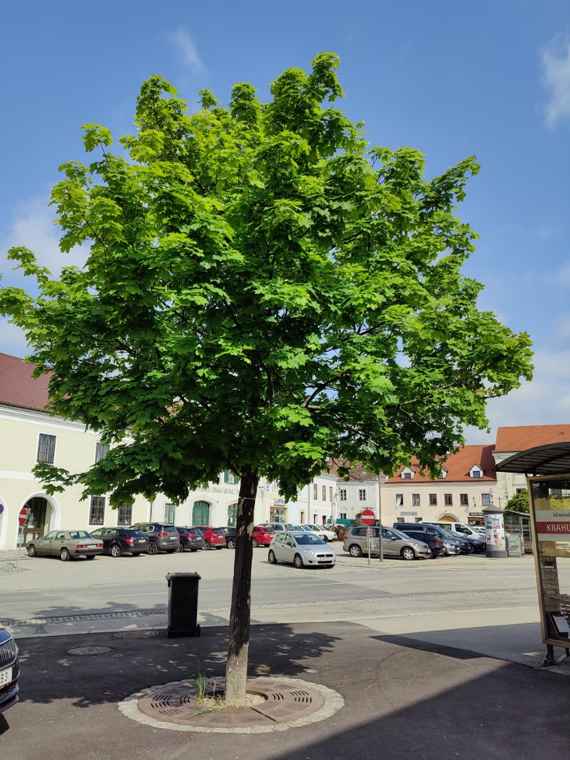 Ein Baum am Stadtplatz in Eggenburg als zentrales Element mit einer Kühlwirkung in der direkten Umgebung.